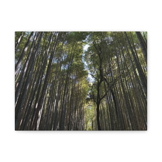 Arashiyama Bamboo Forest in Kyoto, Japan Matte Canvas Print